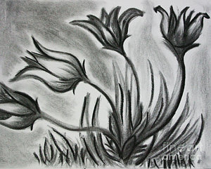 300x241 Wild Flowers Drawing - Charcoal Flower Drawing