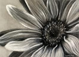 265x190 Charcoal Sketches - Charcoal Flower Drawing