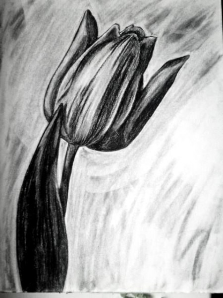 450x600 Charcoal Flower Drawing - Charcoal Flower Drawing