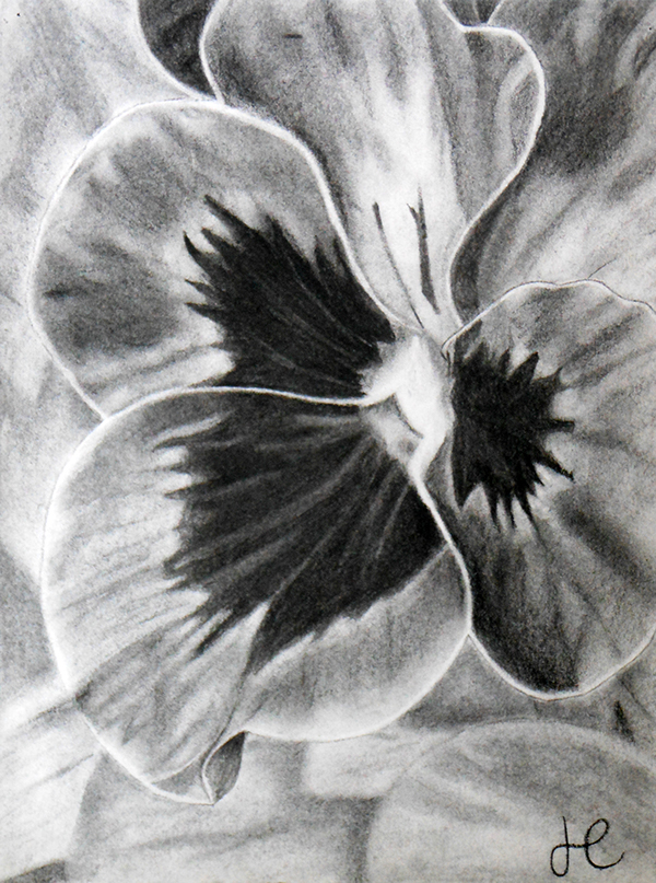 600x807 Charcoal Flower On Behance - Charcoal Flower Drawing