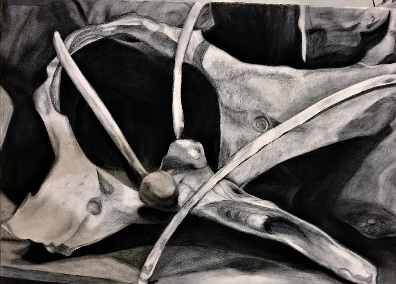794x570 Hand Drawing Charcoal Drawing Art Bone Composition - Charcoal Hand Drawing