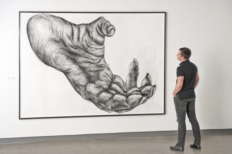 800x532 primate hands and feet - Charcoal Hand Drawing