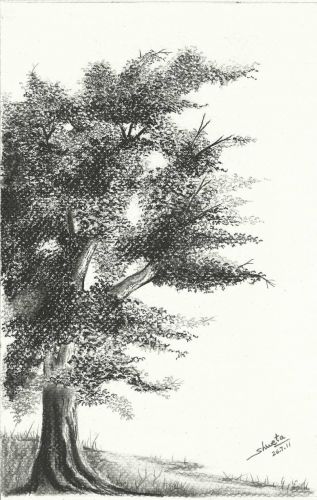 Charcoal Tree Drawing at PaintingValley.com | Explore collection of ...