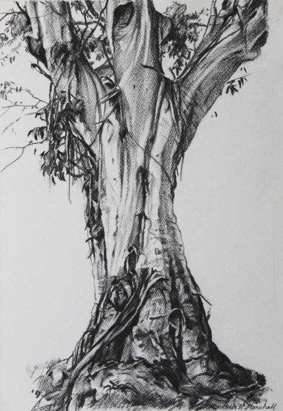 413x600 Drawings Of Trees Peter H Marshall - Charcoal Tree Drawing