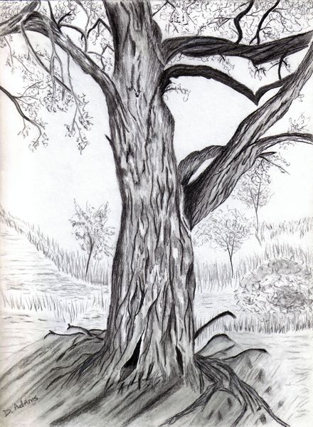 Charcoal Tree Drawing at PaintingValley.com | Explore collection of ...