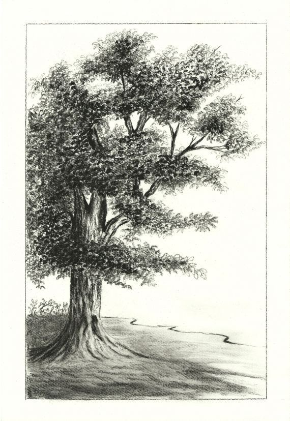 570x828 oak tree charcoal drawing art drawings, charcoal paint - Charcoal Tree Drawing