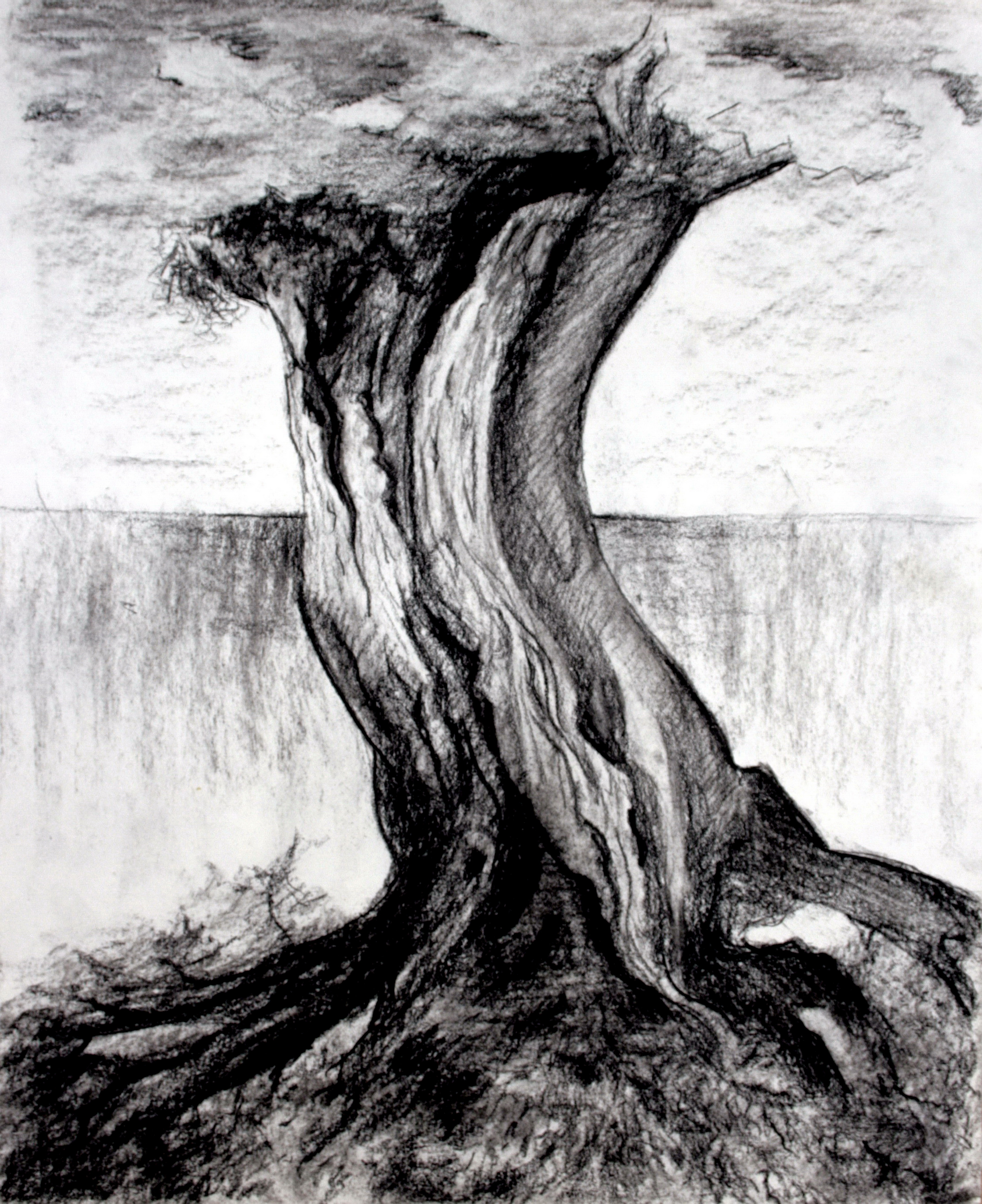 3852x4724 Several Hundred Years Old Olive Tree Drawing, Charcoal, Thick - Charcoal Tree Drawing