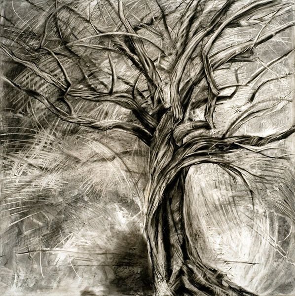 598x600 This Is The Coolest Tree! Original Art Pencil Art Drawings - Charcoal Tree Drawing