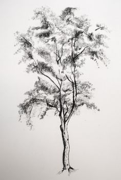 236x352 tree shadows coal drawing - Charcoal Tree Drawing