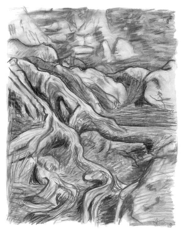 600x749 charcoal drawing of gnarled pine tree roots in swampy area poster - Charcoal Tree Drawing