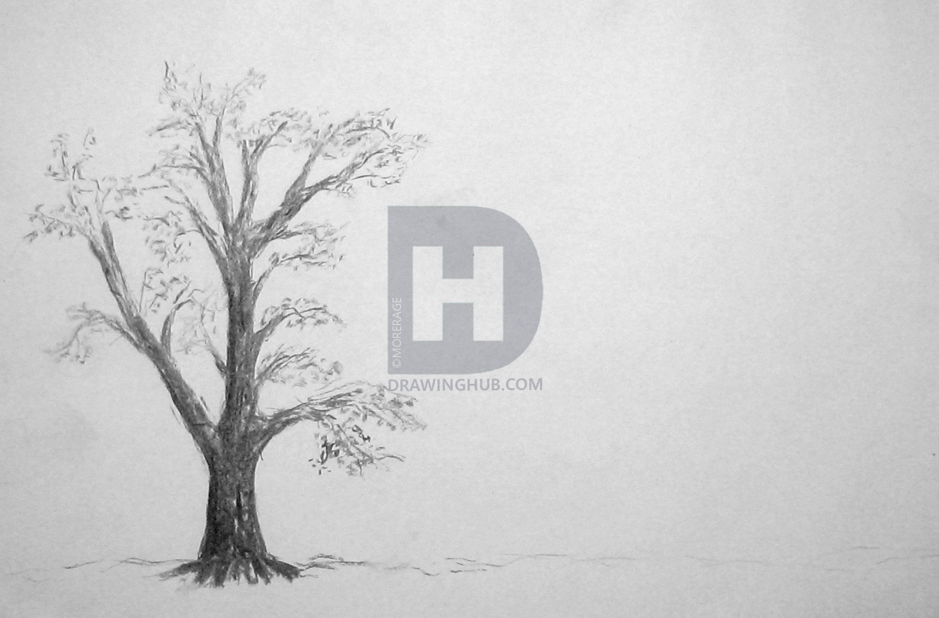 1318x868 Charcoal Tree Drawing - Charcoal Tree Drawing
