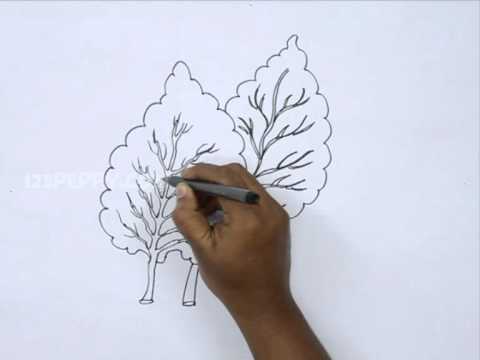 480x360 how to draw chard leaves - Chard Drawing