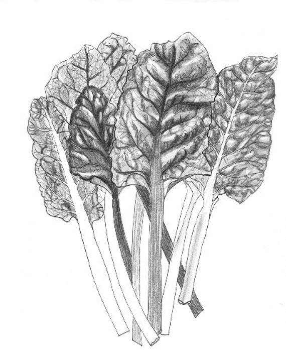570x719 rainbow chard print black and white etsy - Chard Drawing