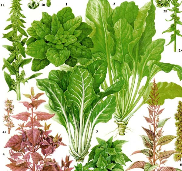 600x564 spinach swiss chard salad plant flowers food chart vegetable - Chard Drawing