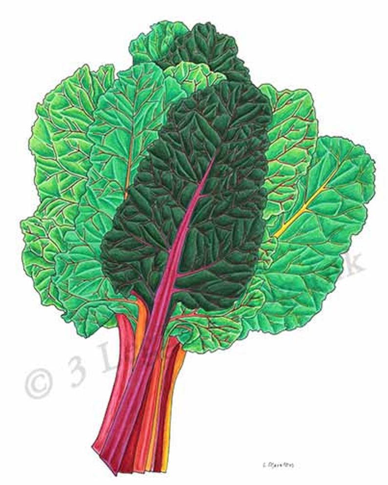 794x993 swiss chard vegetable print etsy - Chard Drawing
