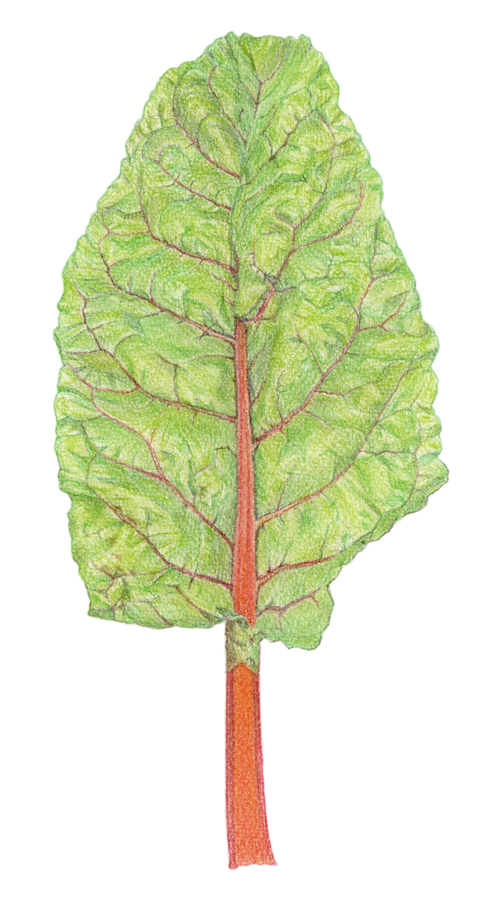 700x1271 swiss chard pastel drawing - Chard Drawing