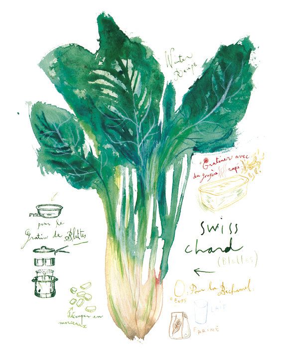 570x713 swiss chard recipe print, green kitchen decor, watercolor - Chard Drawing