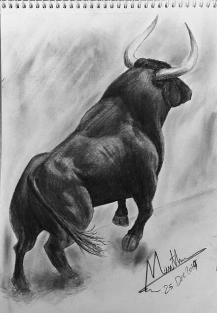 440x633 Sketch - Charging Bull Drawing