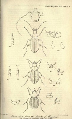 243x404 illustrations of darwin's beagle specimens - Charles Darwin Drawings