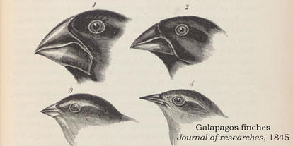 414x207 charles darwin - Charles Darwin Drawings