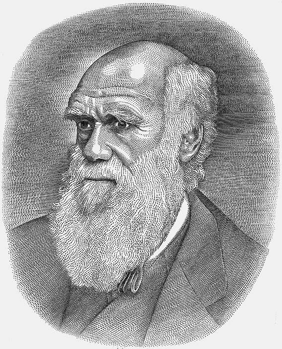 568x703 charles darwin - Charles Darwin Drawings