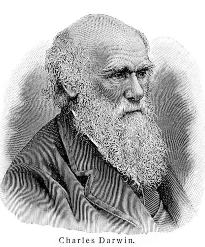 416x500 The Leakey Foundation The Importance Of Charles Darwin - Charles Drawing