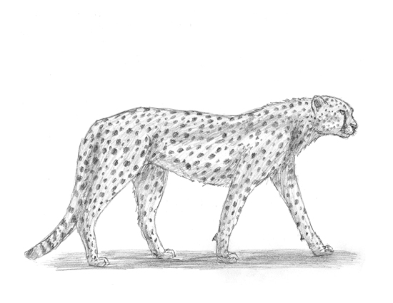 550x425 Home - Cheetah Cartoon Drawing