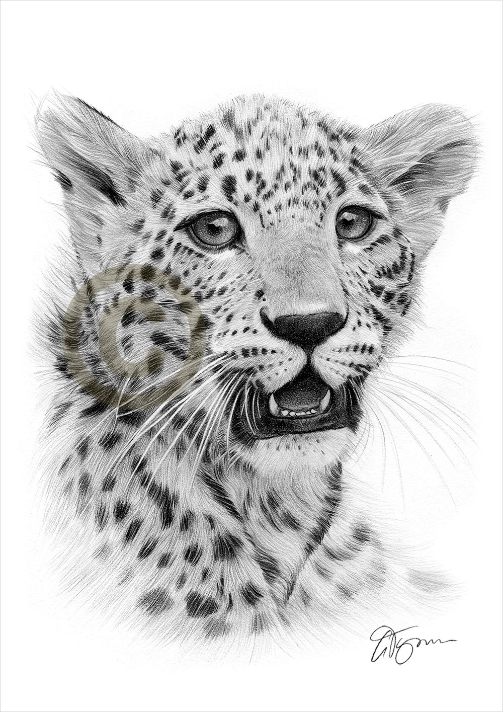 1000x1415 Cheetah Cub Pencil Drawing Artwork Print Sizes Signed - Cheetah Cub Drawing