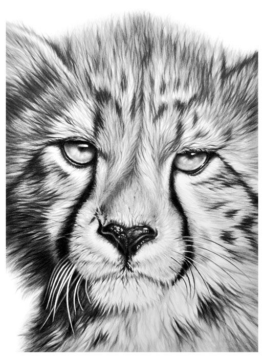 516x700 Cheetah Cub Art Wildlife Art, Art, Animal Drawings - Cheetah Cub Drawing