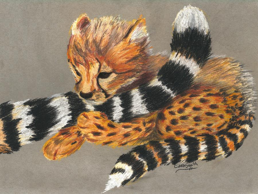 900x679 Cheetah Cub Drawing - Cheetah Cub Drawing