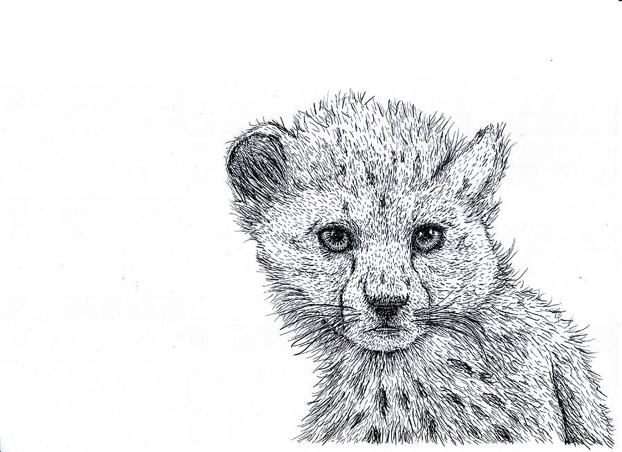 900x654 Cheetah Cub Drawing - Cheetah Cub Drawing