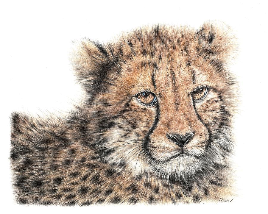 900x719 Cheetah Cub Drawing - Cheetah Cub Drawing