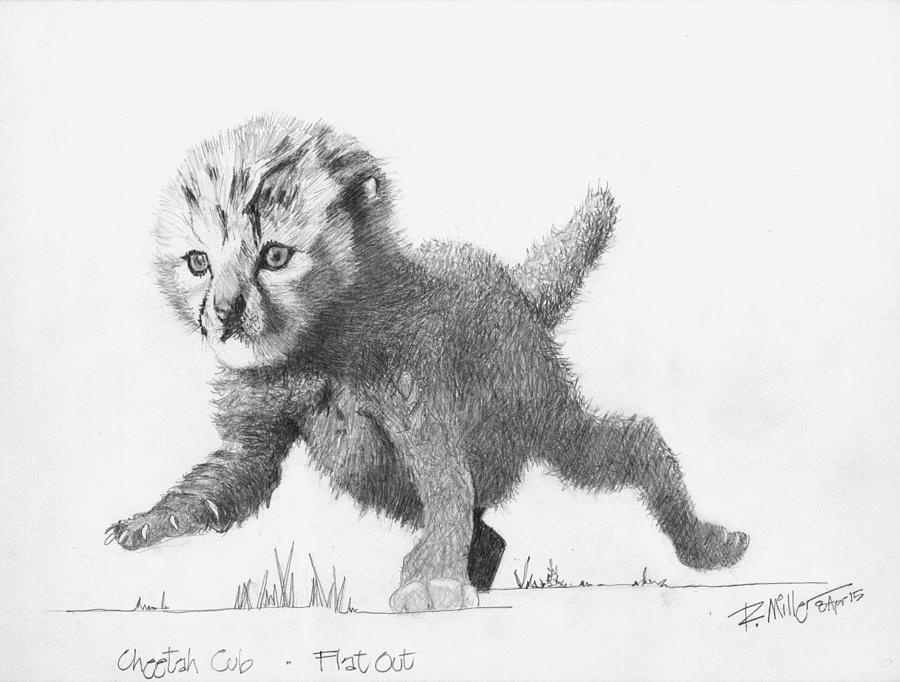 900x682 Cheetah Cub Drawing - Cheetah Cub Drawing