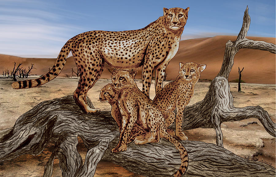 900x578 Cheetah Cub Drawings Fine Art America - Cheetah Cub Drawing