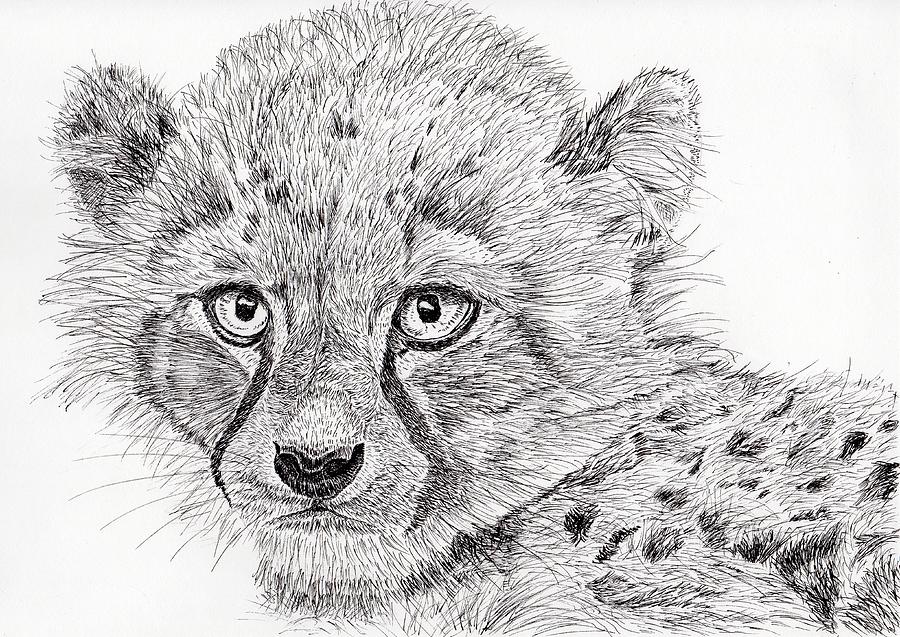 900x637 Cheetah Cub Painting - Cheetah Cub Drawing