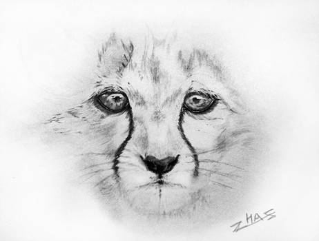 462x350 Cheetah Cub - Cheetah Cub Drawing