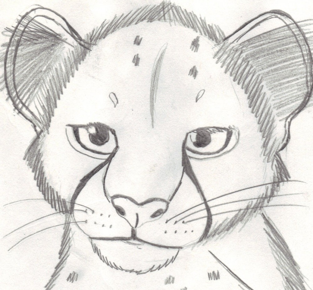 1000x927 Fanart Kodi - Cheetah Cub Drawing