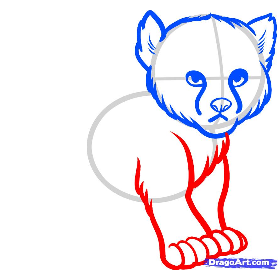 884x860 how to draw a baby cheetah, baby cheetah, step - Cheetah Cub Drawing