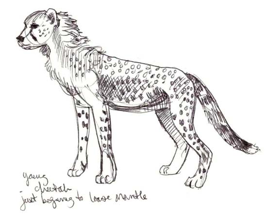 552x450 Art - Cheetah Cub Drawing