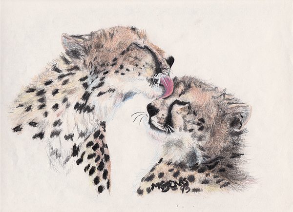 600x435 Cheetah Love Drawing - Cheetah Drawing
