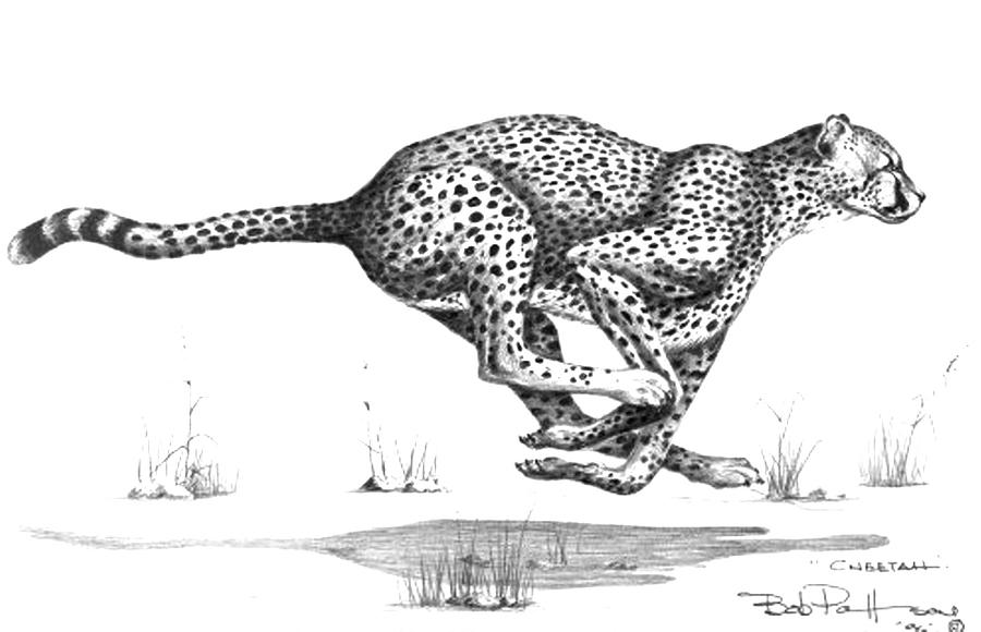900x580 Cheetah On The Kill Drawing - Cheetah Drawing