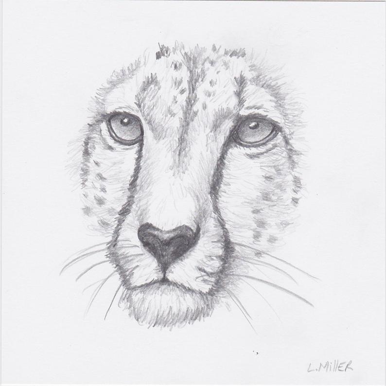 794x794 Cheetah Pencil Drawing Original Graphite Large Cat Art Etsy - Cheetah Drawing