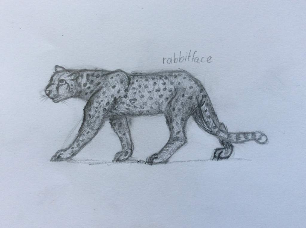 1024x764 Day Cheetah Drawing Wild Animals! Amino - Cheetah Drawing
