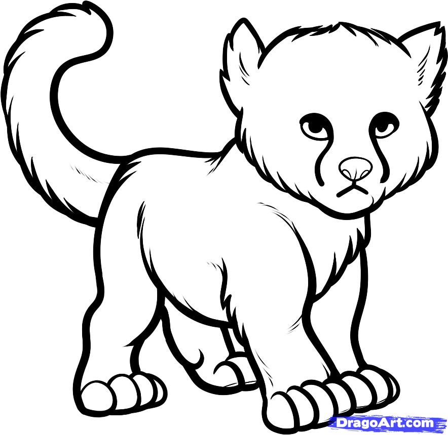 884x860 how to draw a baby cheetah, baby cheetah, step - Cheetah Drawing