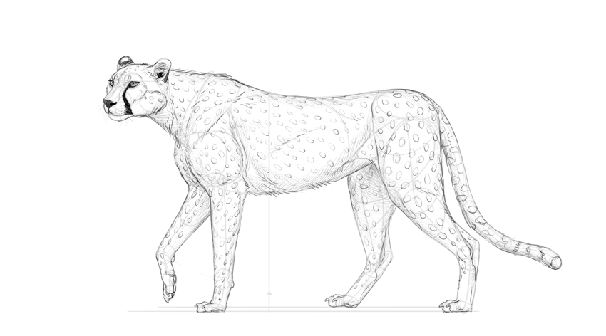 850x472 How To Draw A Cheetah - Cheetah Drawing