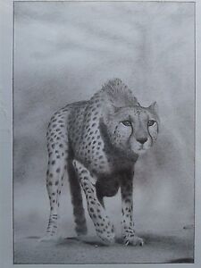 225x300 Cheetah Gepard Africa Photo Realistic Animal Pencil Drawing - Cheetah Drawing