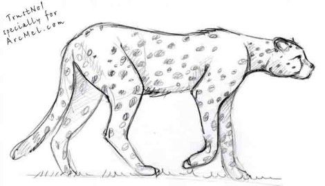 470x269 How To Draw Cheetah Step Drawingspaintings Drawings - Cheetah Drawing