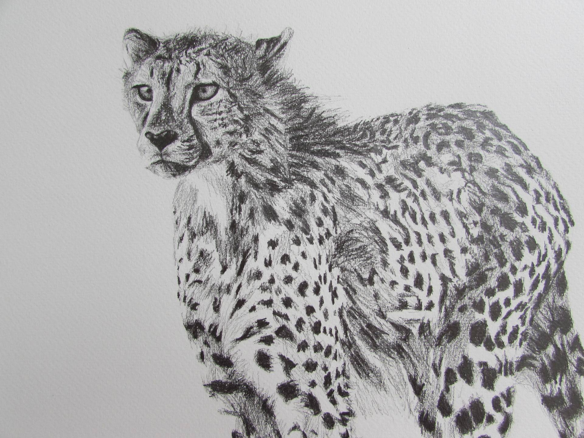 1920x1440 Lone Cheetah Drawing - Cheetah Drawing