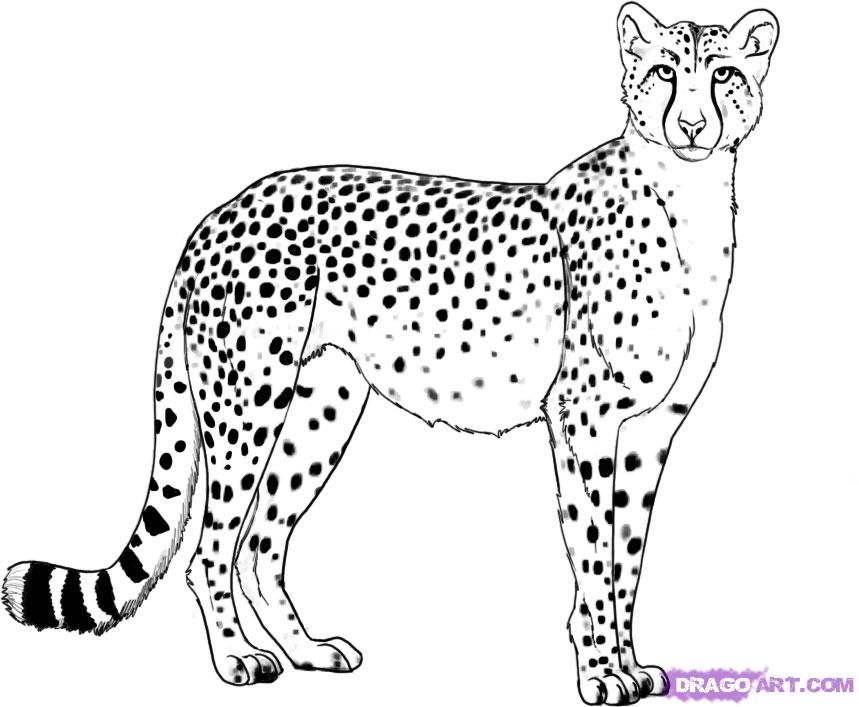 859x707 how to draw a cheetah step drawingpainting in cheetah - Cheetah Drawing