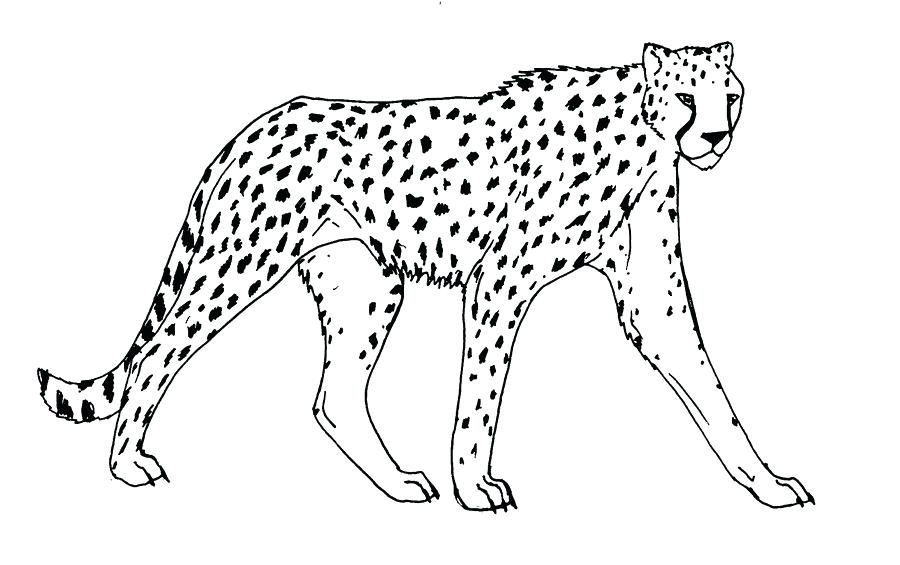 900x565 Cheetah Drawing Pic Drawing Skill - Cheetah Drawing